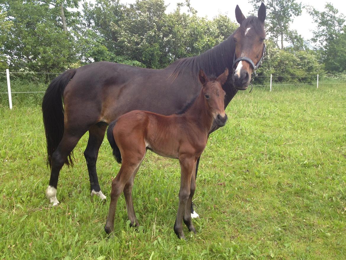 Anden særlig race Tessa billede 8