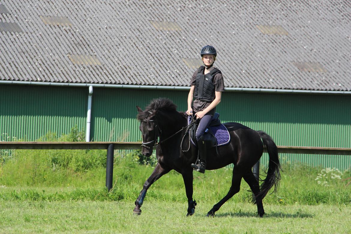 New Forest Egeballes Timian billede 18