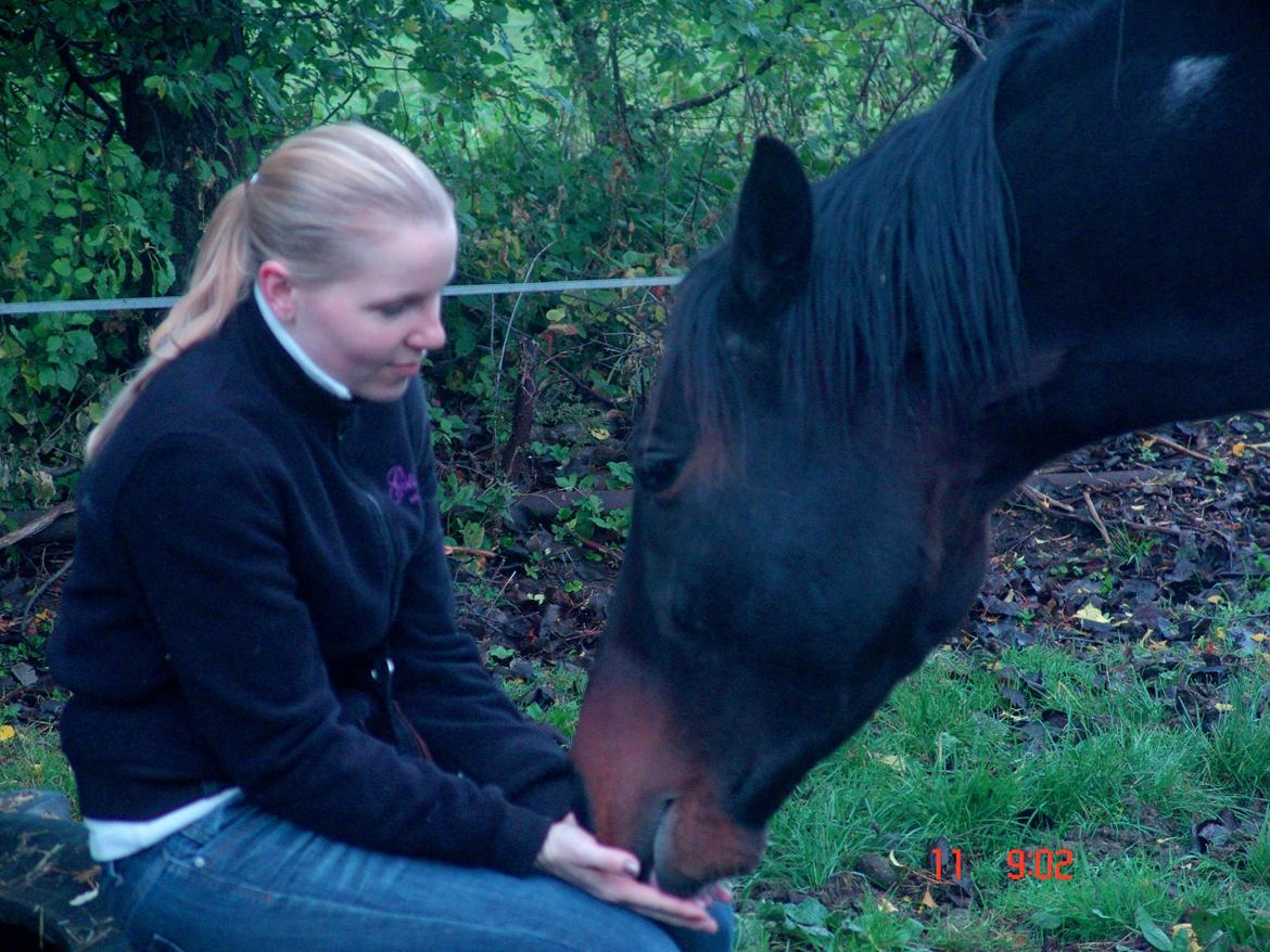 Pinto Hoelgaards Wild La Cardo - Lidt søde møs fra hesten <3 billede 3