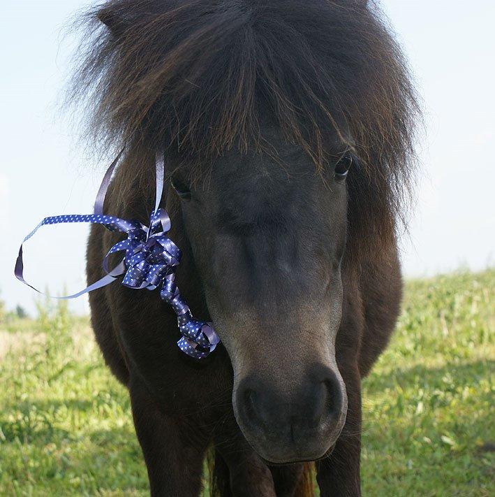 Shetlænder Lara mini-shetter - 1 årsdag/fødselsdag ♥ billede 5