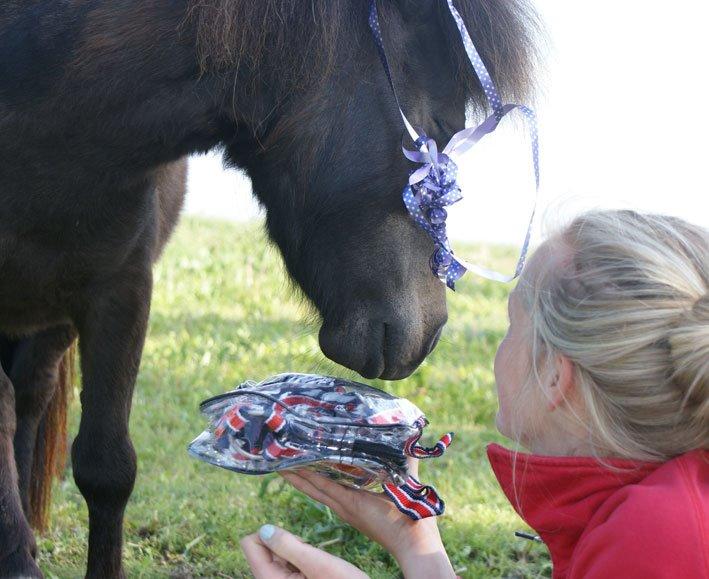 Shetlænder Lara mini-shetter billede 6