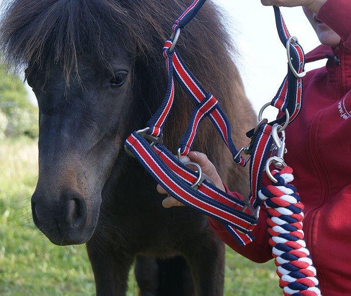 Shetlænder Lara mini-shetter billede 7