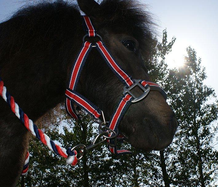 Shetlænder Lara mini-shetter billede 4