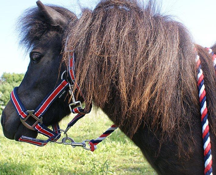 Shetlænder Lara mini-shetter billede 9