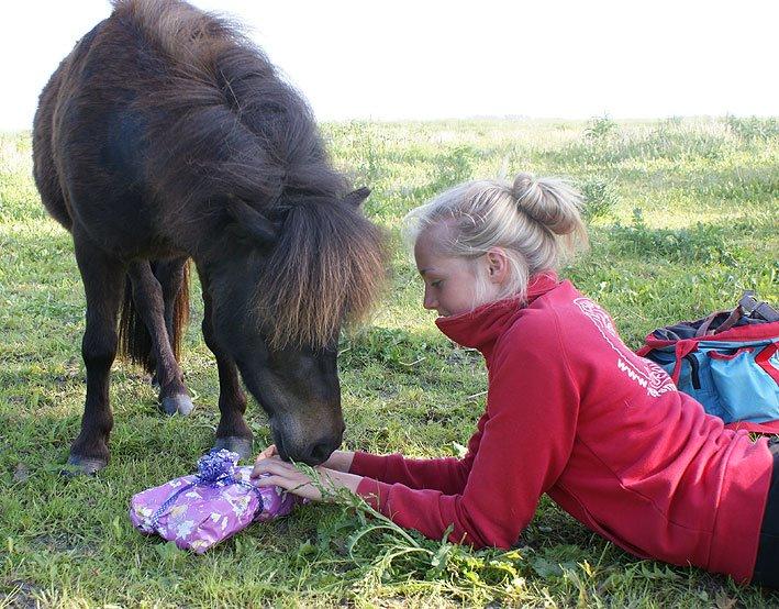 Shetlænder Lara mini-shetter billede 13