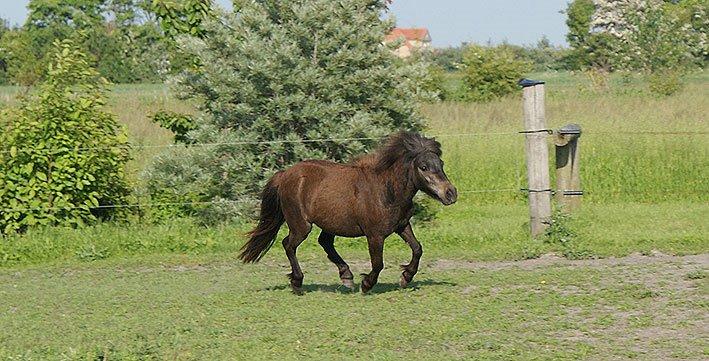 Shetlænder Lara mini-shetter billede 12