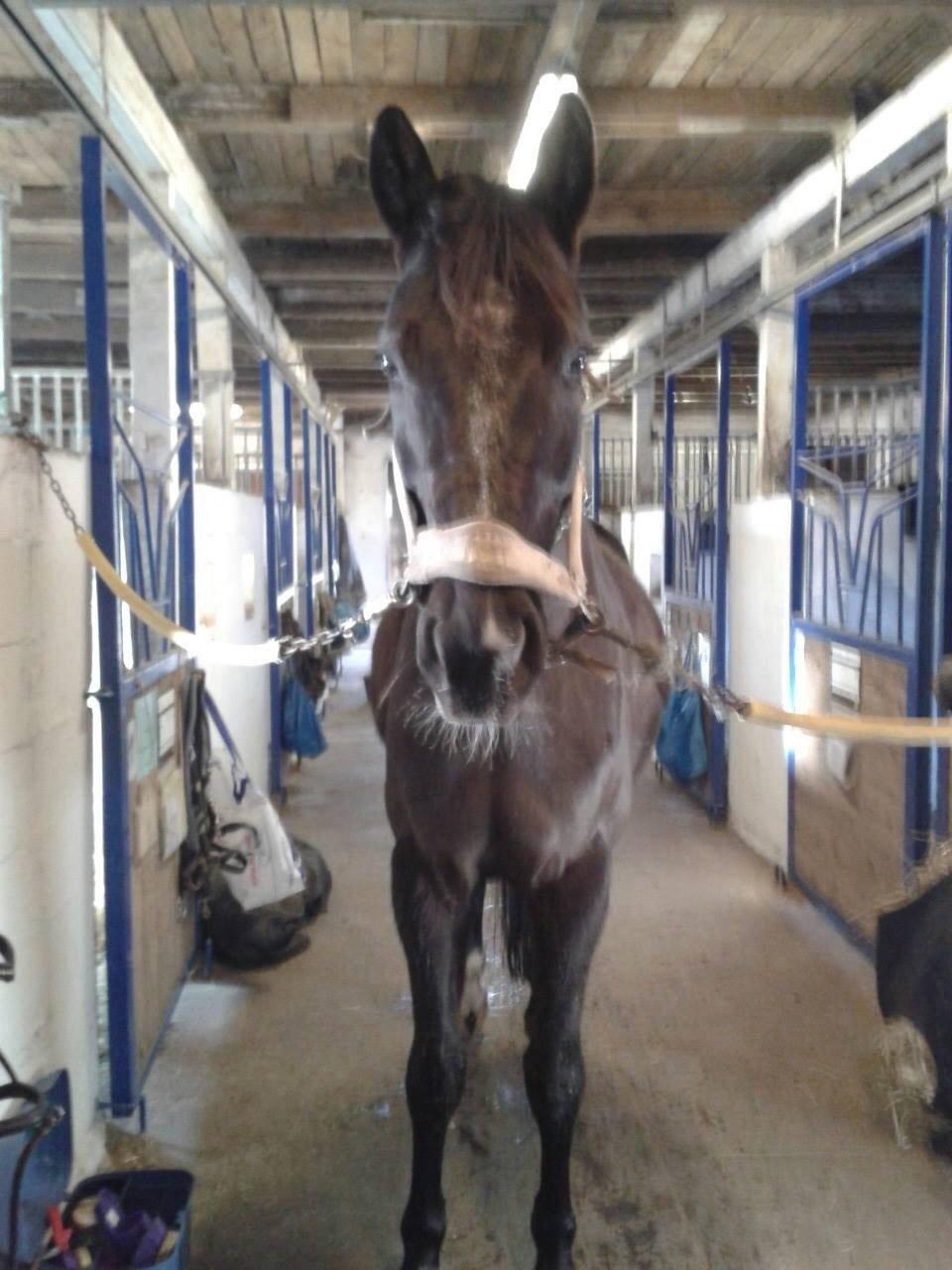 Anden særlig race Chanel  billede 8