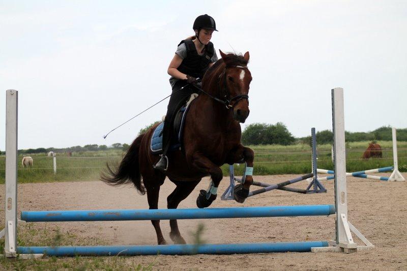 Connemara Quiva <3 - Springning på ham den seje. - Billedet er taget med mit nye kamera :) - 1/6-14 billede 31