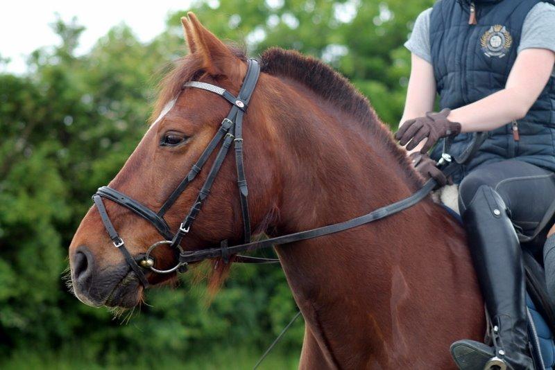 Connemara Quiva <3 - Basseeeeeee <3 - 1/6-14 billede 15