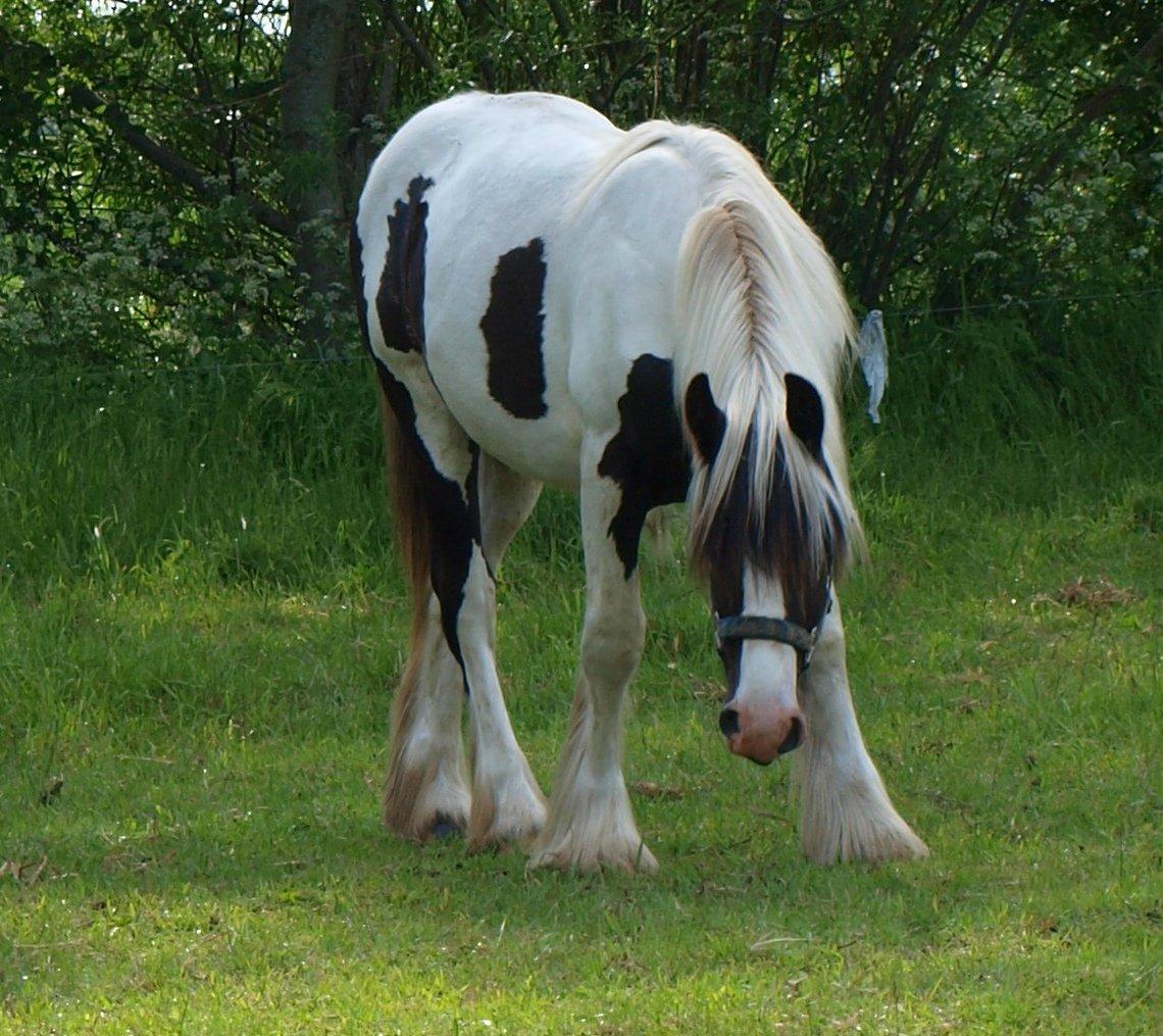 Irish Cob Beer's Mr. Prezident billede 26