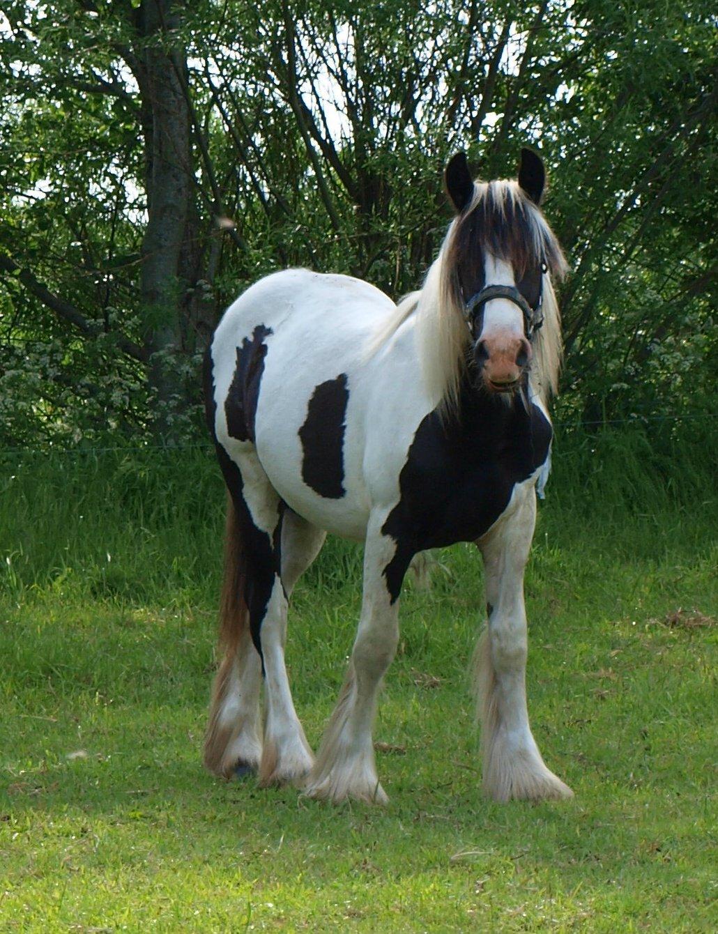 Irish Cob Beer's Mr. Prezident billede 27