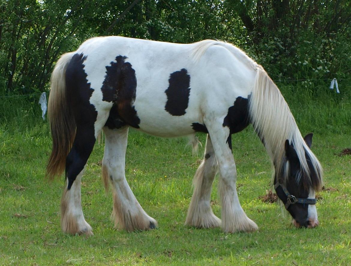 Irish Cob Beer's Mr. Prezident billede 28