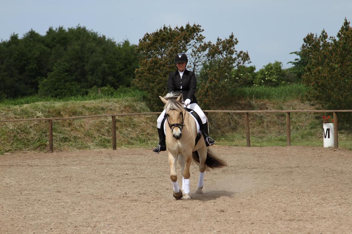 Fjordhest Carlos Sax billede 7