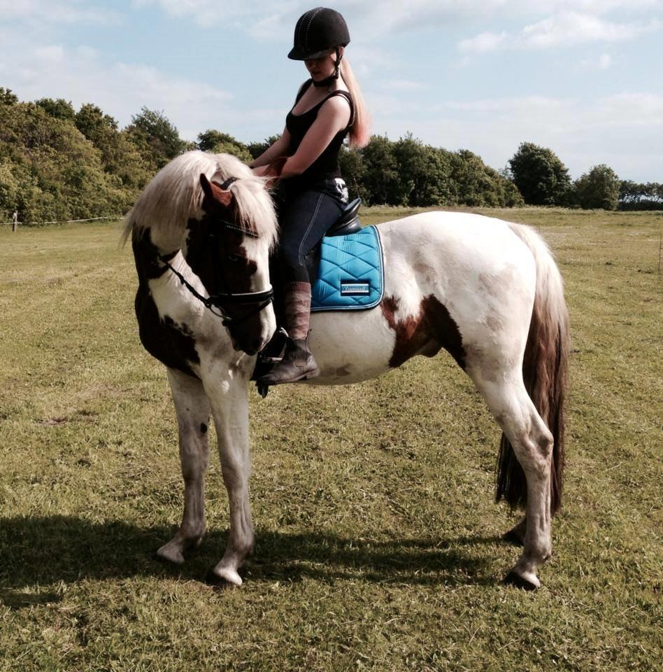 Barockpinto Langsigen Flint <3 billede 15