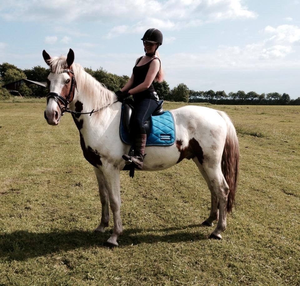 Barockpinto Langsigen Flint <3 billede 17