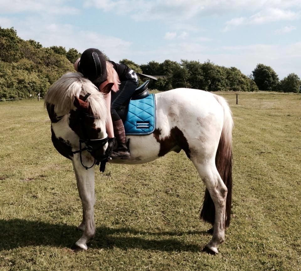 Barockpinto Langsigen Flint <3 billede 7