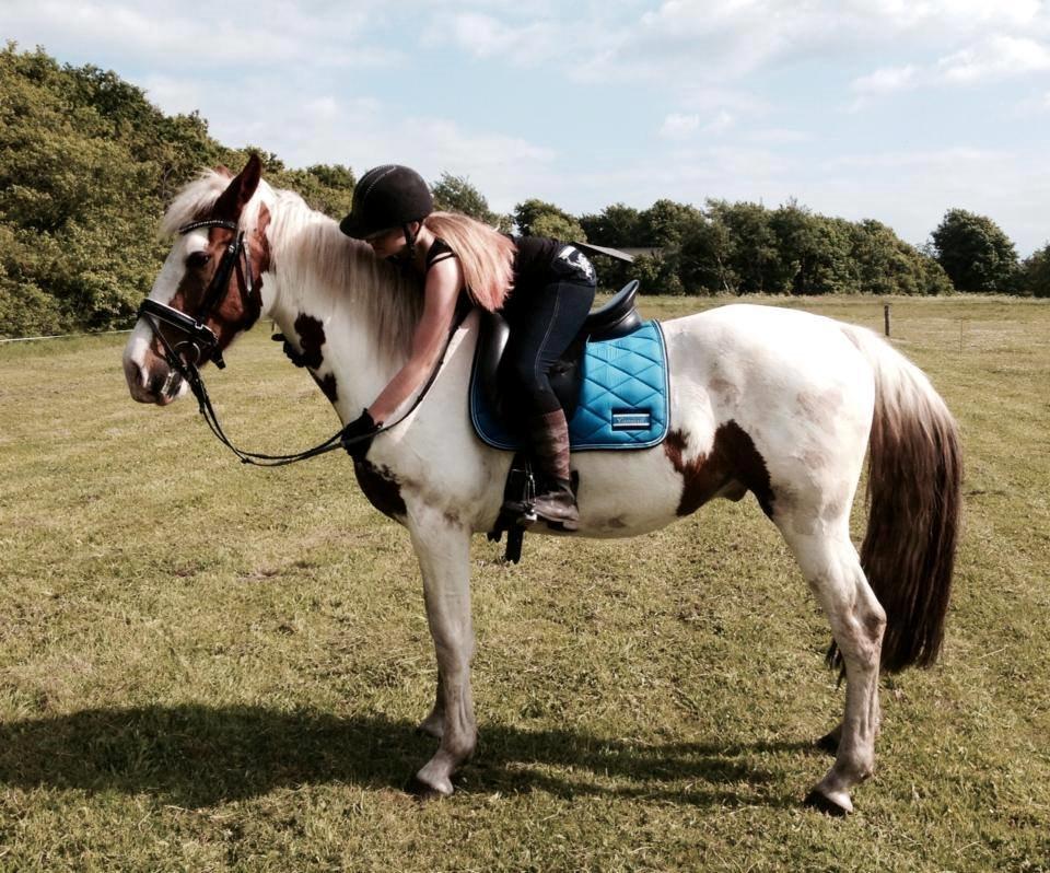 Barockpinto Langsigen Flint <3 billede 6