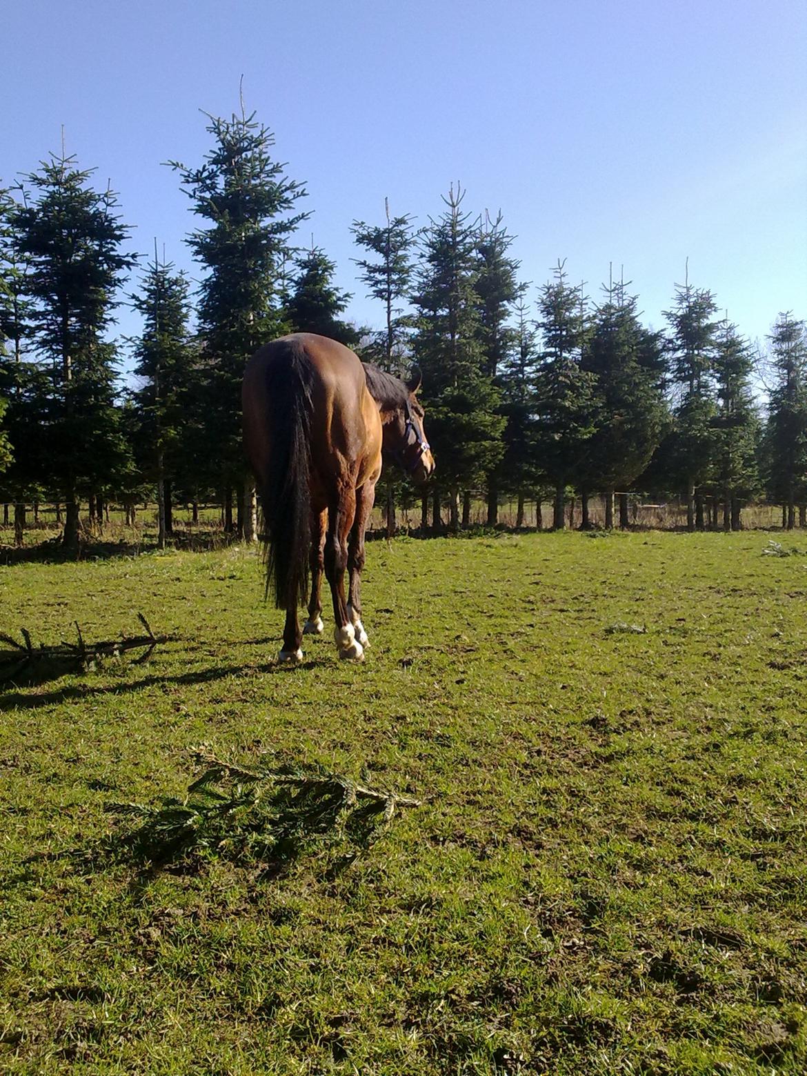 Dansk Varmblod Shubi - Første dag på folden uden frakke, i år :) billede 14