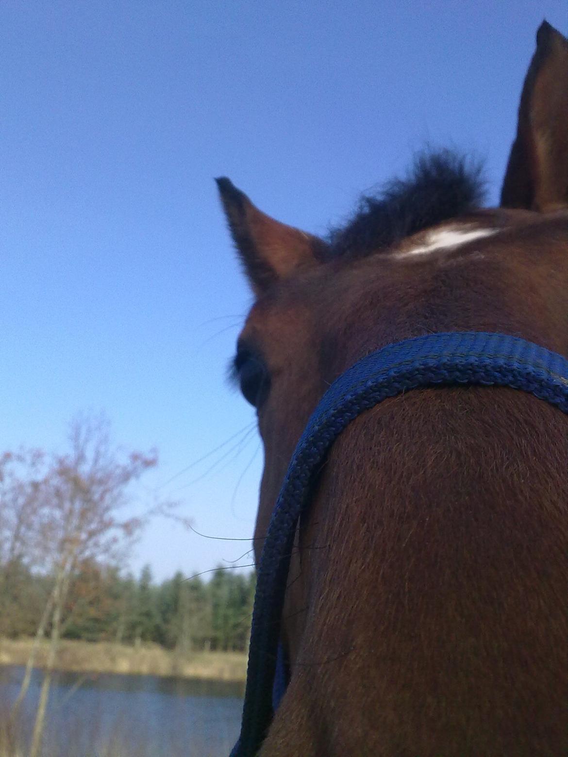 Dansk Varmblod Shubi - Fra en gåtur :P billede 15