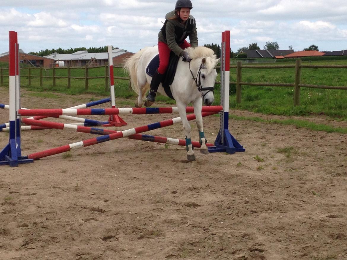 Anden særlig race Tinka - Gør livet til en fest, og spring med din hest billede 9