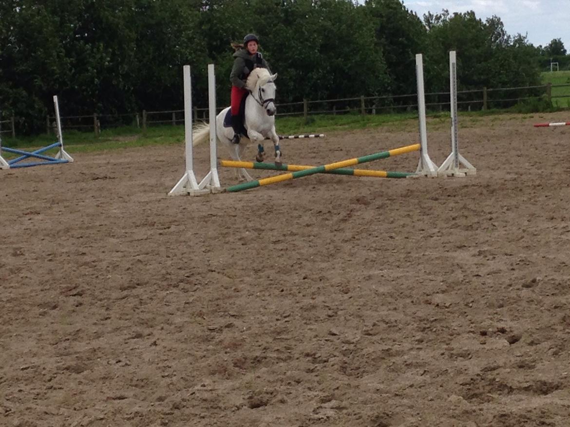 Anden særlig race Tinka billede 17