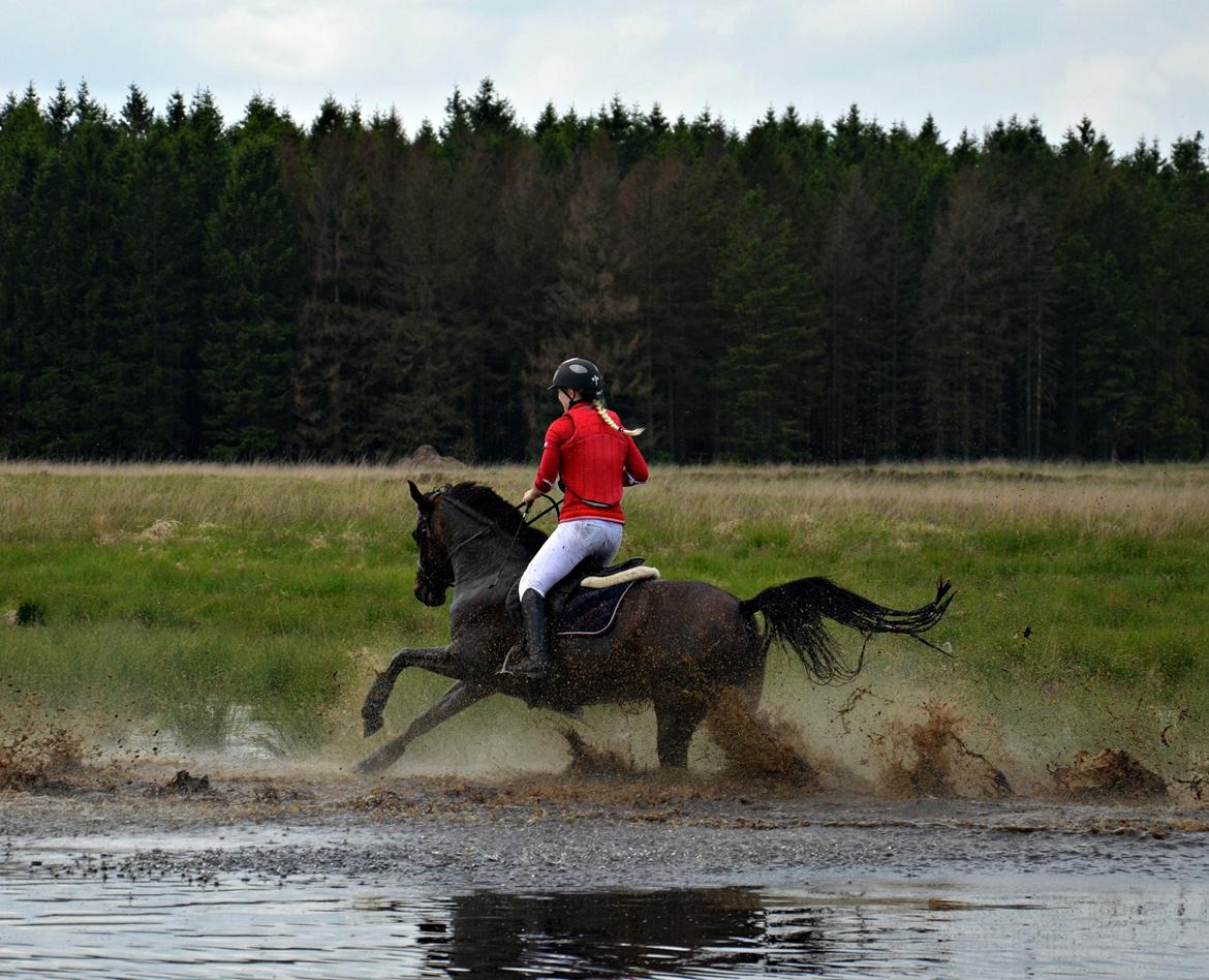 DSP Day-lights naomi - Hun elsker det:D! Nørlund 2014;) billede 9