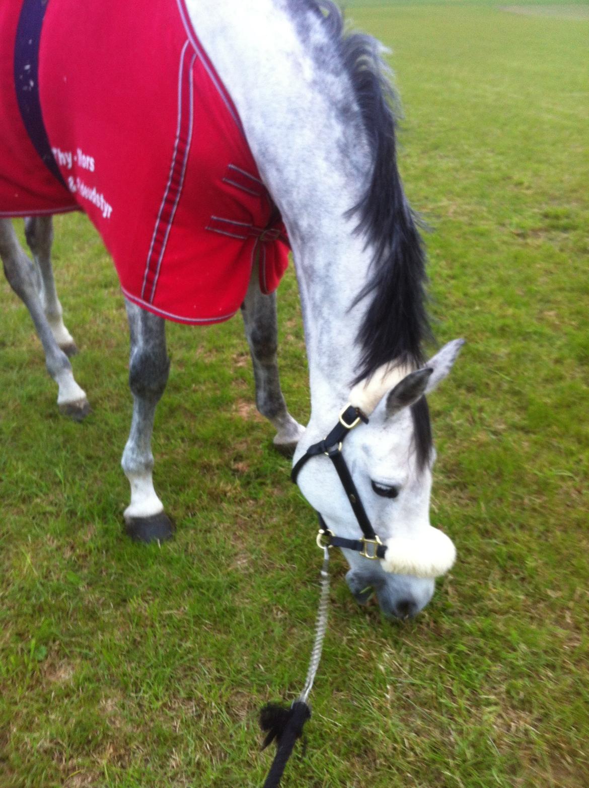 Holstener TIME 4 U - Absolute horses, maj 2014 billede 17