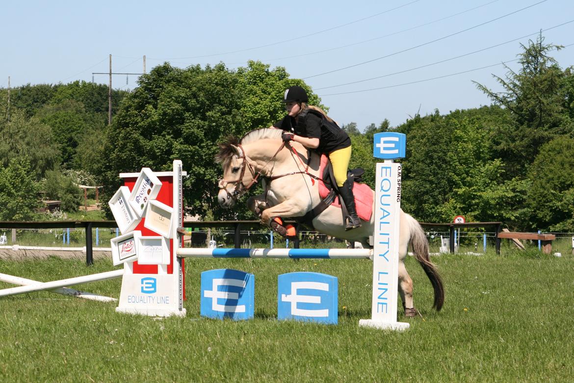 Fjordhest Gitte Fjord - Lippa - 29/5 - 14 Springtræning :D Endte med at ryge af :b  billede 16