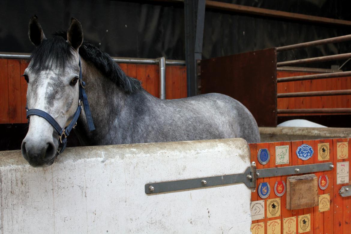 Holstener Cera Lyngriis billede 9