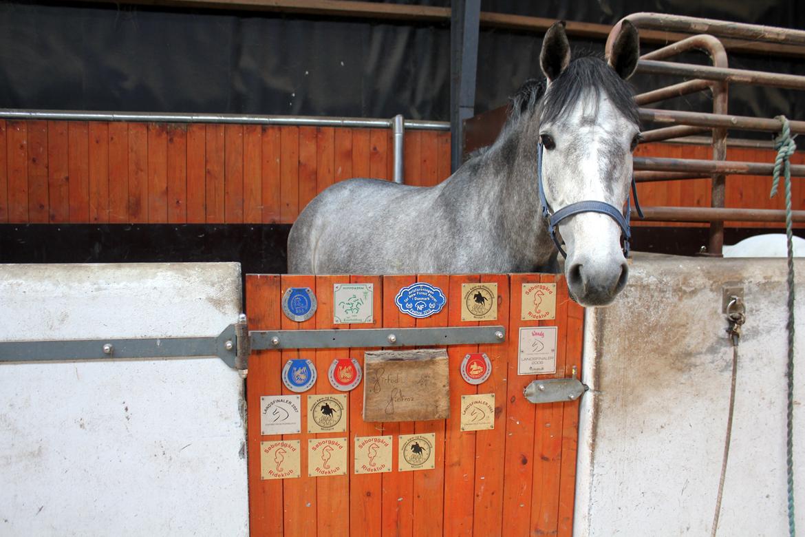 Holstener Cera Lyngriis billede 12