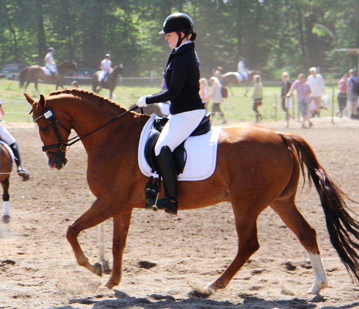 Dansk Varmblod Samwise gamgee - Morsø Stævne 2014. Kongehest.  billede 4