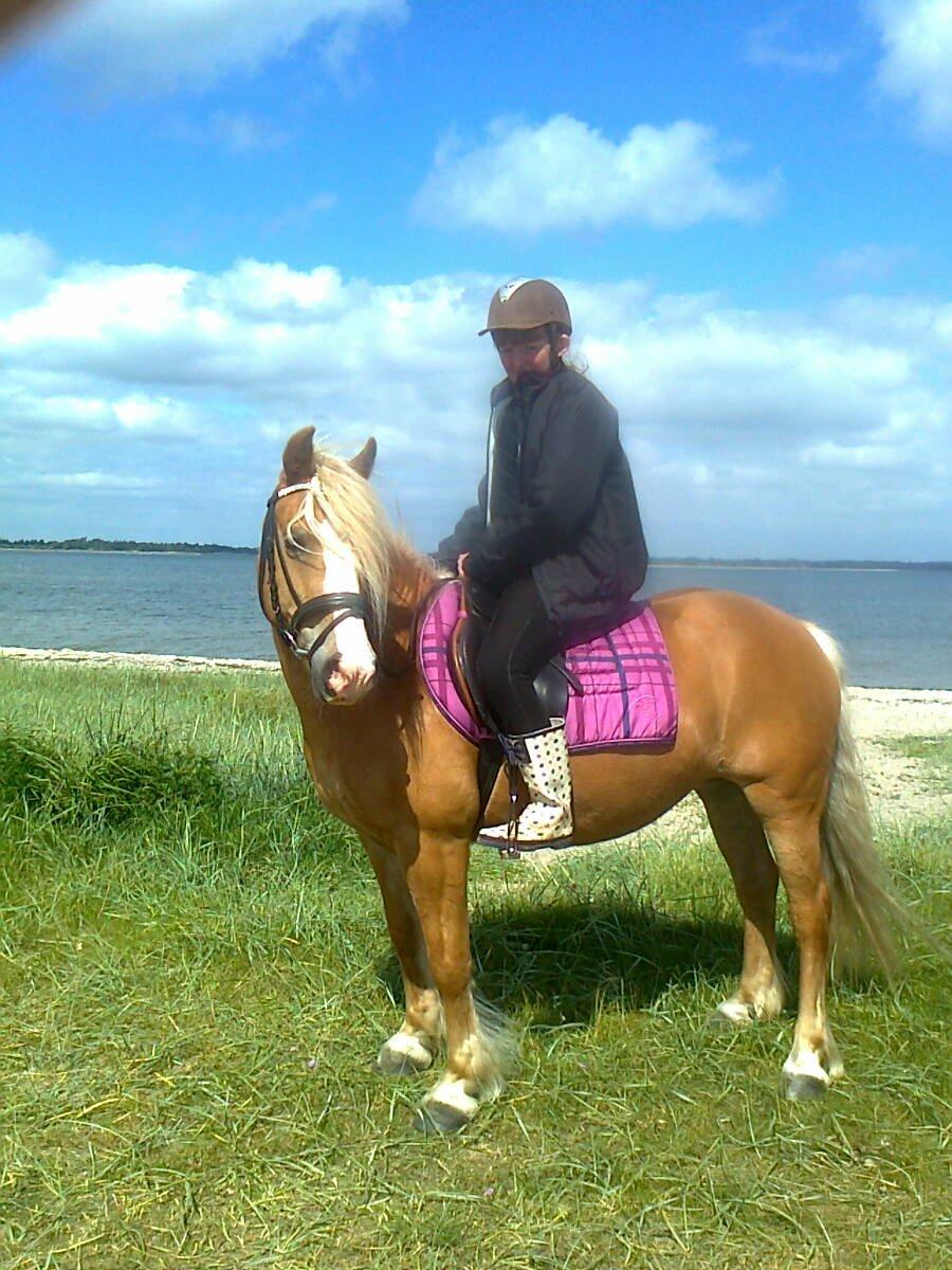 Haflinger Blondie - verdens smukkeste Blondie billede 1