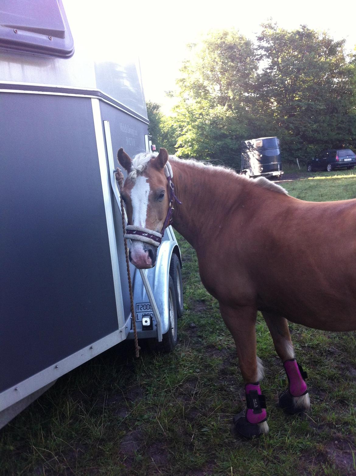 Haflinger Blondie billede 11