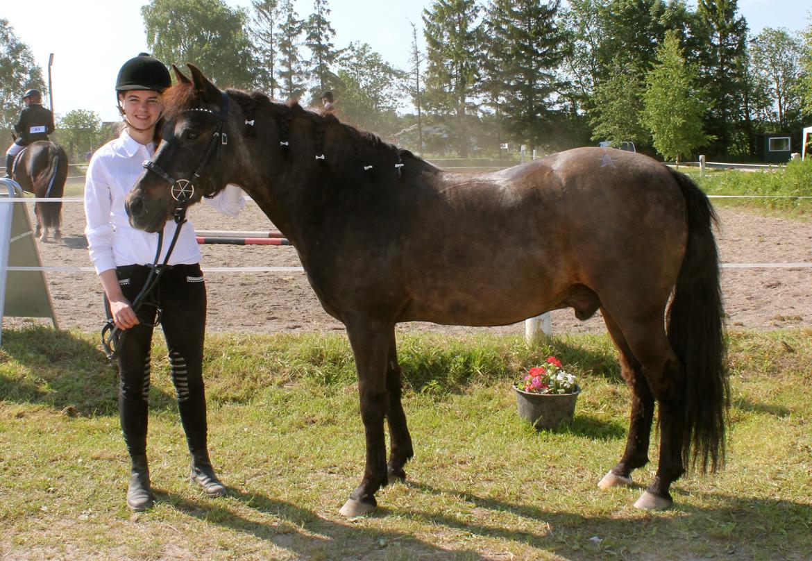 New Forest Staldbakkens Ibrahim <3 - DHE-Træf 2014!:-) Fantastisk dag, vi glæder os allerede til næste år:-* billede 17