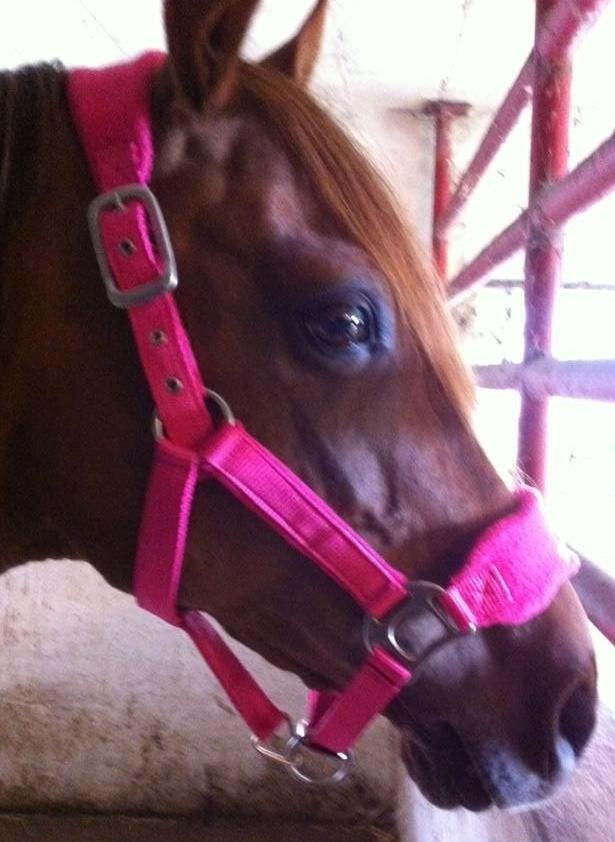 Anden særlig race pony - den dag jeg købte hende (den gamle stald) <3 billede 2