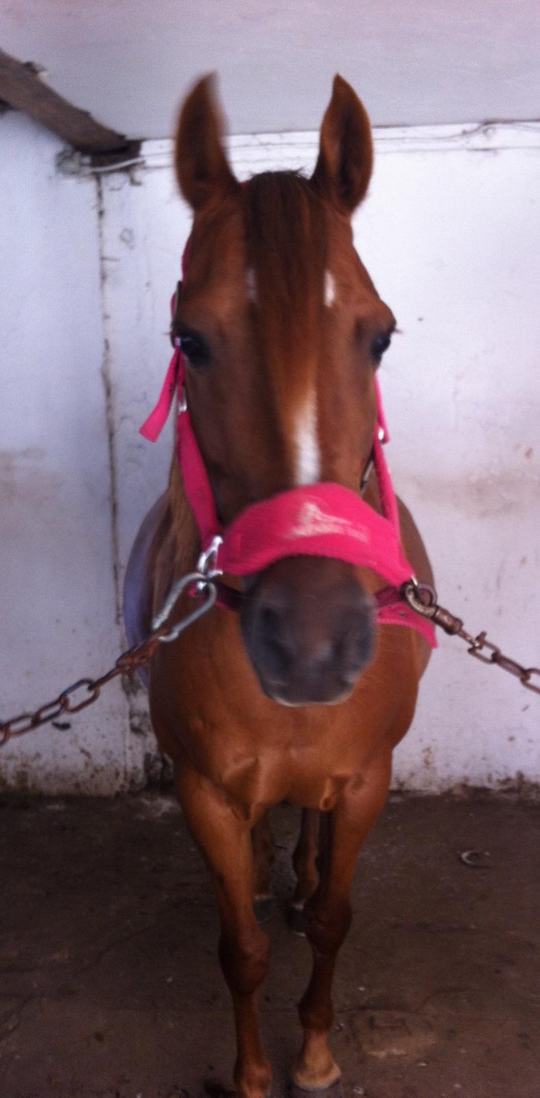 Anden særlig race pony - en dejlig dag i stalden <3 billede 9