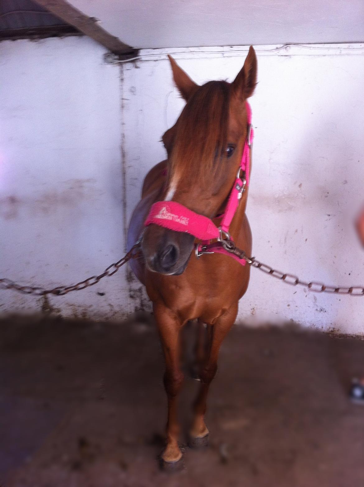 Anden særlig race pony - vis du viskede mig i øret at jeg skulle råbe ud til hele verden at jeg elsker dig, ville jeg viske det i dit øre! for du er hele min verden billede 10