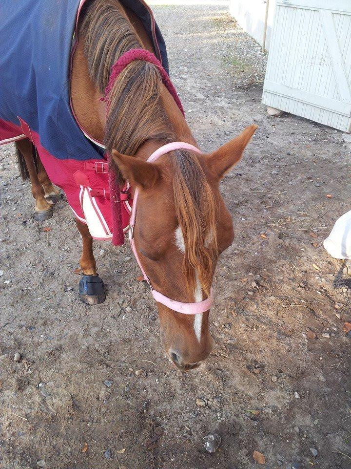 Anden særlig race pony - min pony er vist lidt træt (hun er bedøvet) billede 17