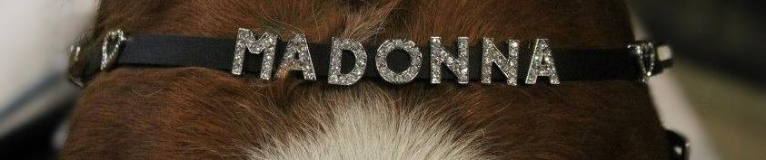 Anden særlig race pony - ponys fiiine pandebånd billede 19