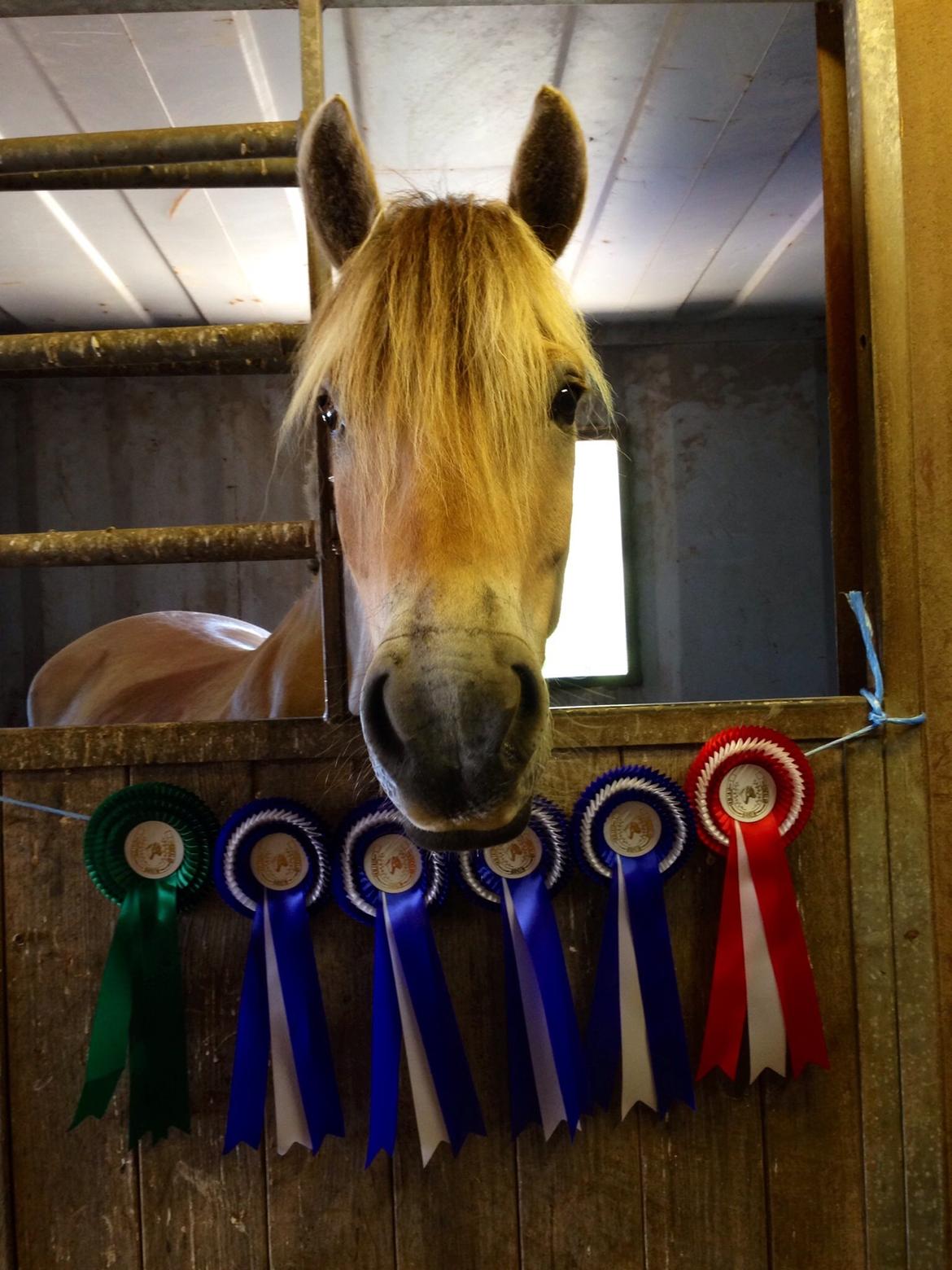 Fjordhest Broholms Marquis billede 26