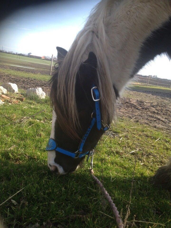 Tinker Dyffes ingolf billede 8