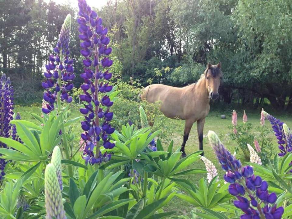 Anden særlig race Unica star - Unica i de smukke lupiner i løsdriften. billede 8