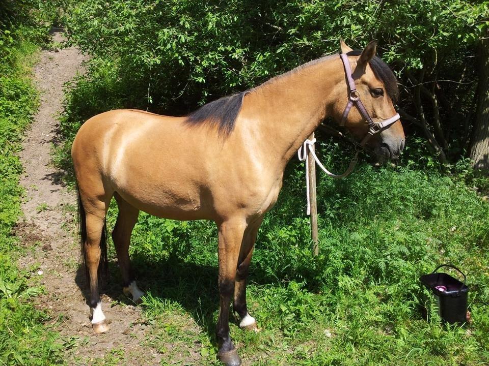 Anden særlig race Unica star - Unica på sin 4 års fødselsdag d. 1/6 2014 billede 7