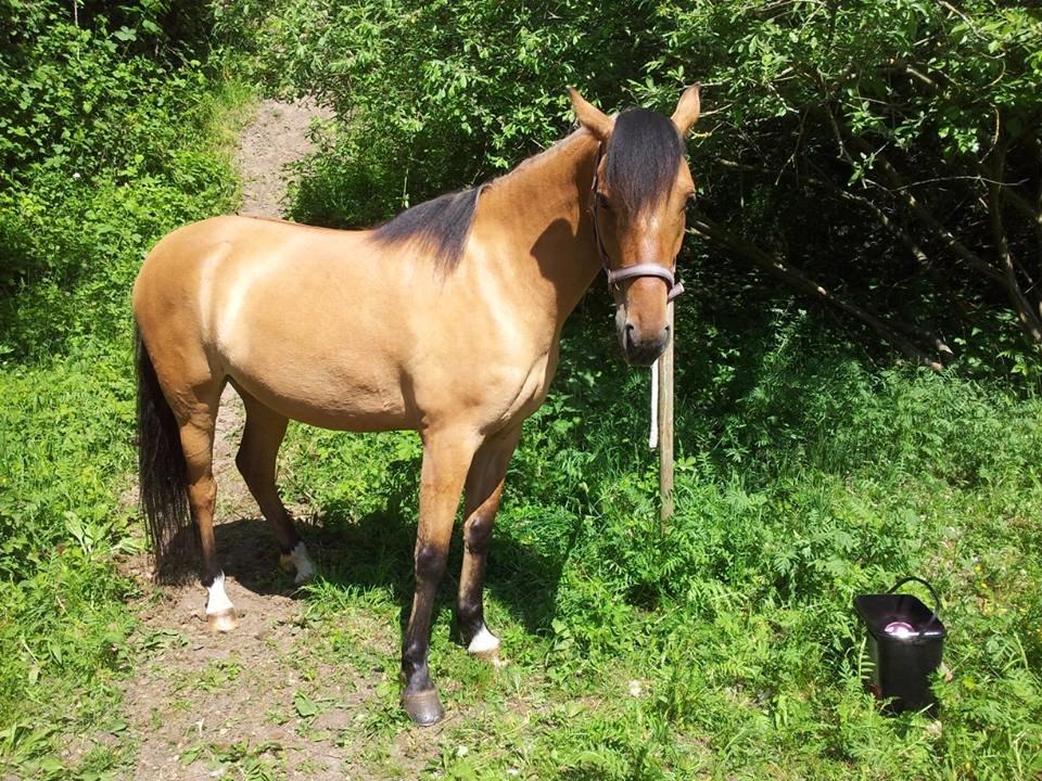 Anden særlig race Unica star - Unica på sin 4 års fødselsdag d. 1/6 2014 billede 9