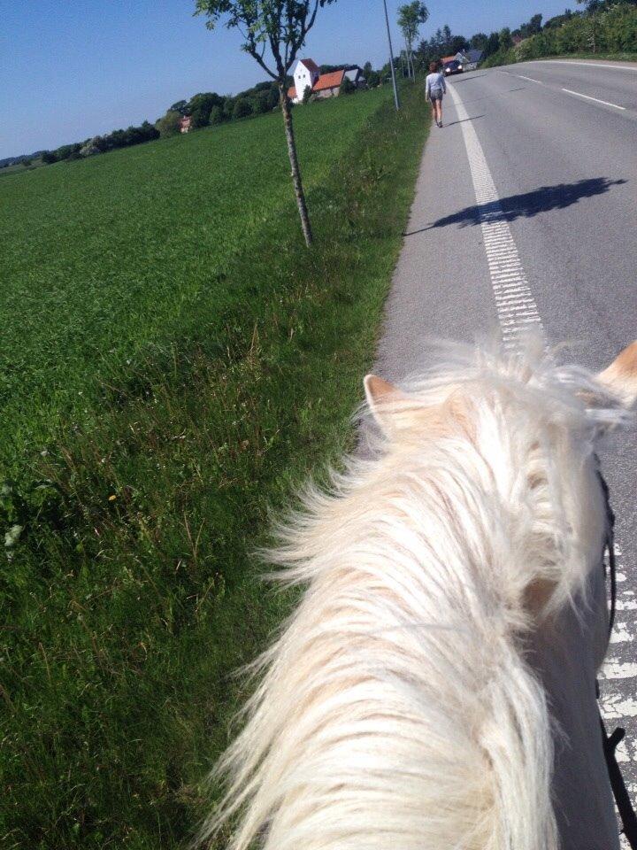 Fjordhest Hjarl billede 11