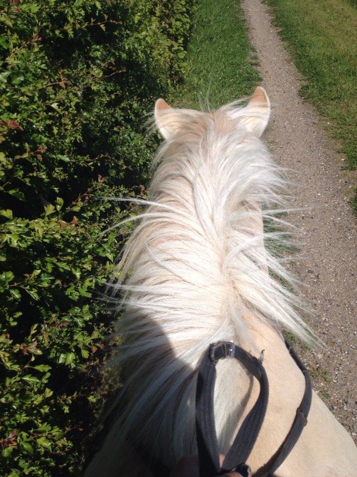 Fjordhest Hjarl billede 12