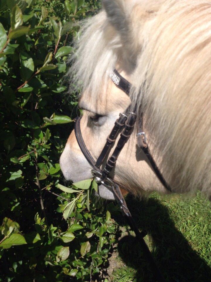 Fjordhest Hjarl billede 15