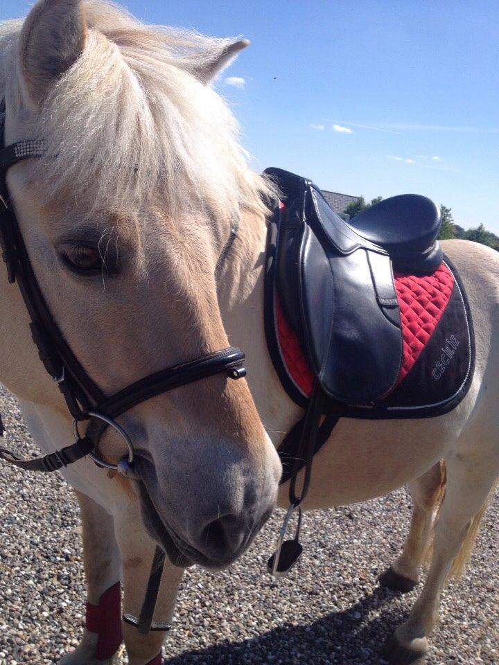 Fjordhest Hjarl billede 16