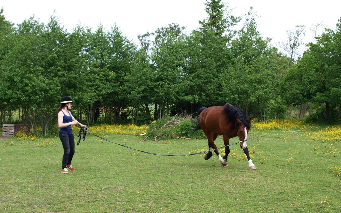 Hollandsk Varmblod Bravour M HJEMME IGEN - 31.05.14 billede 32