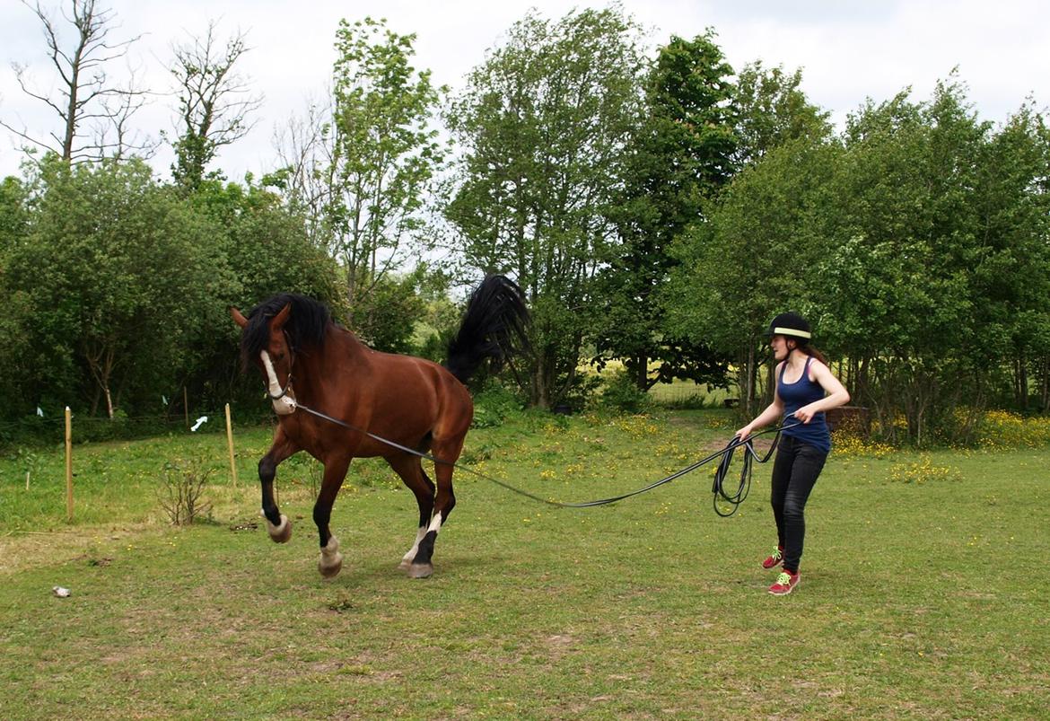 Hollandsk Varmblod Bravour M HJEMME IGEN - 31.05.14 billede 20